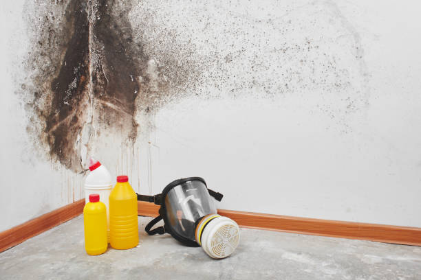 Best Localized Mold Remediation (e.g., coastal areas, humid climates) in Milam, TX