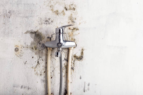 Professional Mold Remediation in Milam, TX